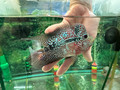 SRD Flowerhorn AA10