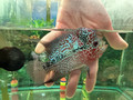 SRD Flowerhorn AA11