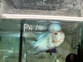 Thai Silk Flowerhorn - PA14