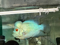 Thai Silk Flowerhorn PA15