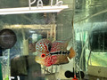 KML Flowerhorn PA16