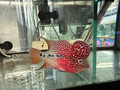 KML Flowerhorn PA17