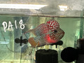 KML Flowerhorn PA18