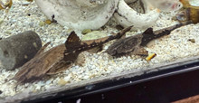Oddball Freshwater Fish: Banjo Catfish (Bunocephalus coracoideus)