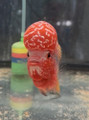 Super Red Dragon Flowerhorn Male  (W-11)