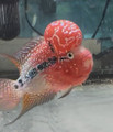 Super Red Dragon Flowerhorn Male  (W-14)