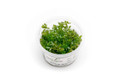 Rotala sp. 'Myanmar'  Aquatic Farmer Tissue Culture     