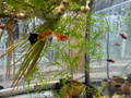 Kohaku Swordtail Livebearer (Xiphophorus hellerii)