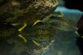 L081 Golden Nugget Pleco (Small Spots)