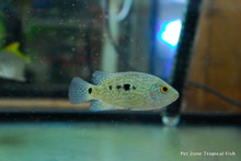Green Texas Cichlid