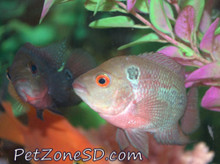 High Quality Red Dragon Flowerhorn Fry 