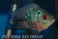 Short-Body Red Dragon Flowerhorn Fry