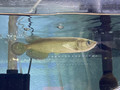 Jardini Arowana - Scleropages jardini