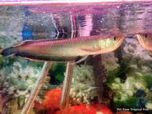 Black Arowana - Osteoglossum ferreirai (Blue Arowana)