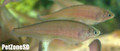 African Brown Knifefish (Xenomystus nigri)