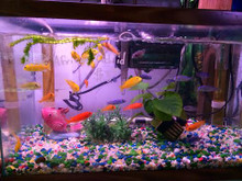 Assorted Malawi Cichlid Bundle