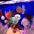 Meet Bluey, one of our very sweet parakeets saying hi to our Discus fish!