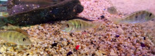 Jurupari Geophagus Cichlid - Satanoperca leucostictus