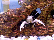 Snow White Lobster - Procambarus Clarkii sp.