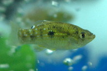 American Flag Fish