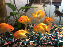 Ranchu Goldfish