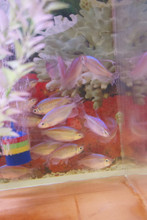 Congo Tetra