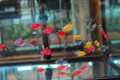 GloFish Tetra