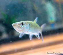 African Tiger Odoe Pike Characin