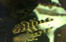 Plecostomus Fish: Butterfly Pleco - Dekeyseria sp. (L052)
