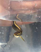 Black Arowana Fry