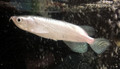 Jardini Arowana