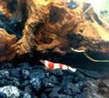 Crystal Red Shrimp