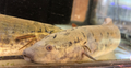 African Lungfish