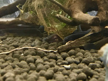 Kuhli Loach (bundle of 5)