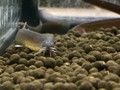 Kuhli Loach