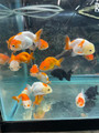 Ranchu Goldfish - Assorted