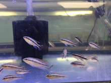 Kribensis Cichlid