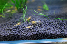 Crystal Golden Shrimp (Golden Bee Shrimp)