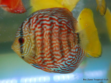 XL Red Turquoise Discus