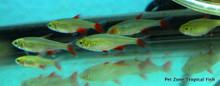 Bloodfin Tetra