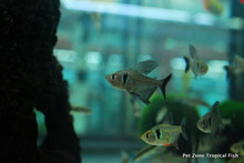 Black Phantom Tetra