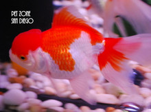 Oranda Goldfish, Small