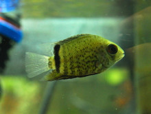 Green Severum