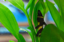 Bumblebee Catfish