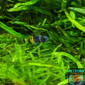 Bumble Bee Goby