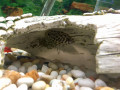 Leopard Ctenopoma