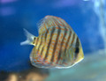 Blue Snakeskin Discus, Medium