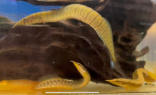 Lesser Spiny Eel