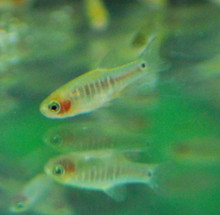 Emerald Dwarf Rasbora (Celestichthys erythromicron)