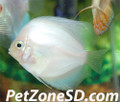 White Diamond Discus, Medium